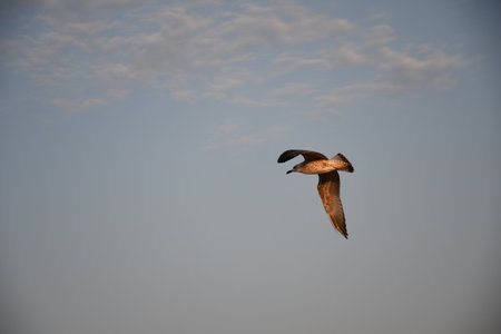 A single seagull flying against a blue sky with scattered clouds during sunset. Peaceful nature scene.の写真素材