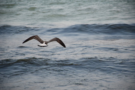 Seagull flying over the sea. Beautiful seagull flying over the sea.の写真素材