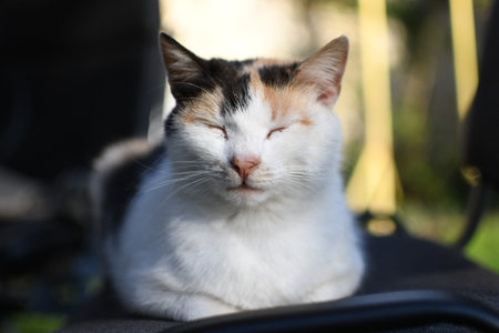 Beautiful cat sleeping on a chair in the garden. Selective focus.の写真素材