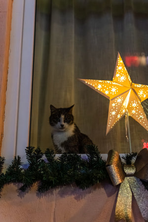 Domestic cat sitting in window next to illuminated Christmas star decoration at nightの写真素材