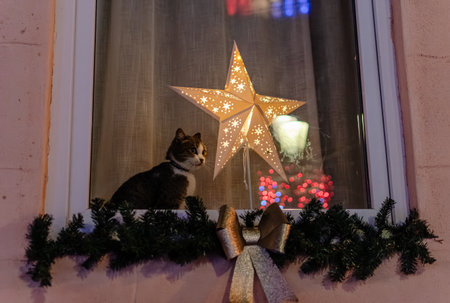 Domestic cat sitting in window next to illuminated Christmas star decoration at nightの写真素材