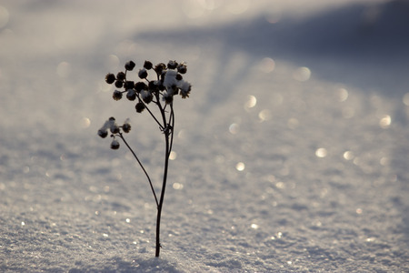 a frozen dry plant, winter landscape, snowの写真素材