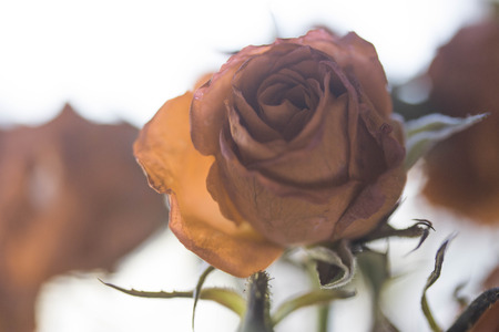bouquet of yellow blooming rose bushの写真素材