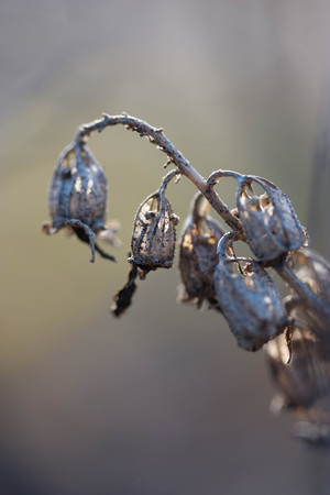 dry flowers in a fieldの写真素材