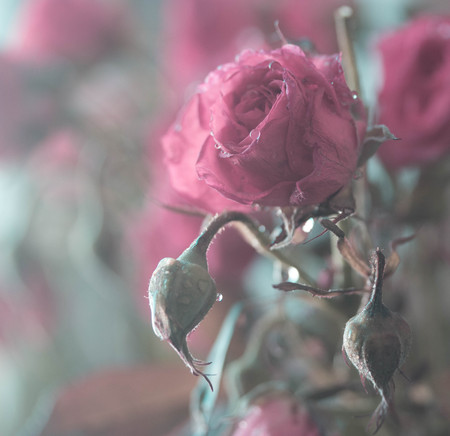 bouquet of pink blooming rose bush with water dropsの写真素材