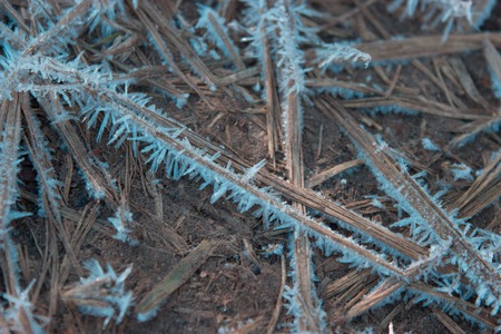frozen dry grass on the ground, autumnの写真素材