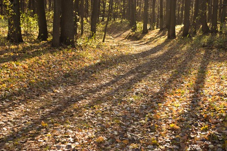 autumn forest, yellow, red, orange leaves, sunny dayの写真素材