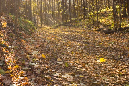 autumn forest, yellow, red, orange leaves, sunny dayの写真素材