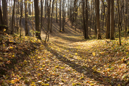 autumn forest, yellow, red, orange leaves, sunny dayの写真素材