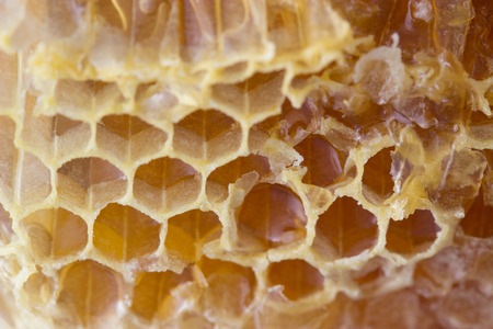golden yellow khoney comb close up, backgroundの写真素材