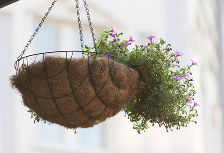 flower pot with purple flowers hang on the streetの写真素材
