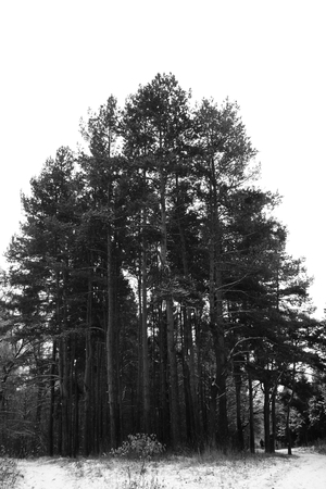 forest with pine trees winter, snow coldの写真素材