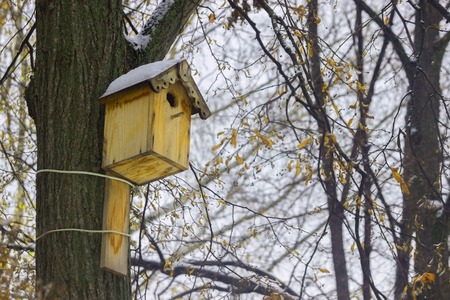 birds house on a tree in a winter forest