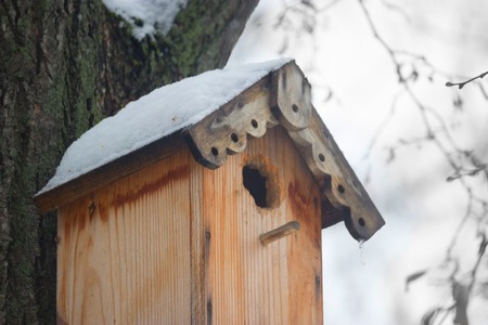 birds house on a tree in a winter forest