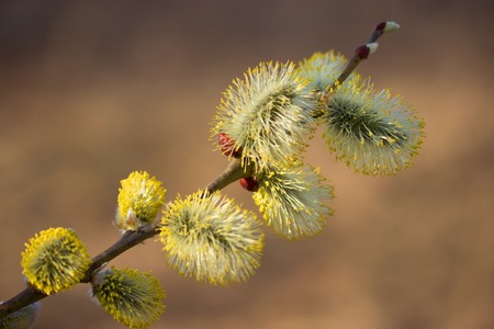 yellow pussy on the tree, spring blossom