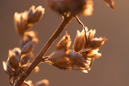 dry wild flower close up nature autunmの写真素材