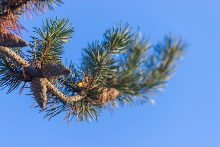 close up of the christmas tree brunch with conesの写真素材