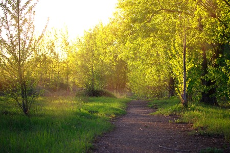 Forest road. trees light green color, sunlight
