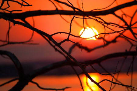 sunset on the water. view through branchesの写真素材