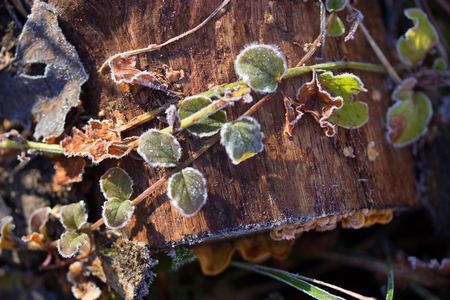beautiful Frozen plants in winter with the hoar-frostの写真素材