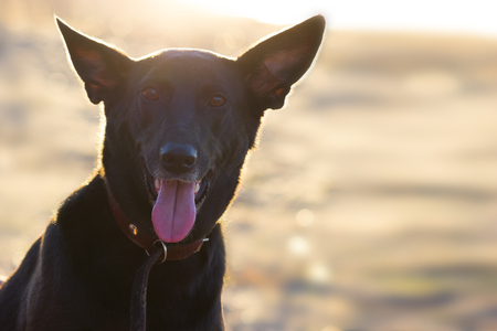happy black dog on the beach. close upの写真素材