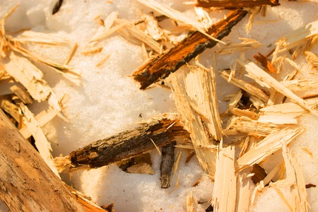 Wood sawdust background closeup, top view, winter snow