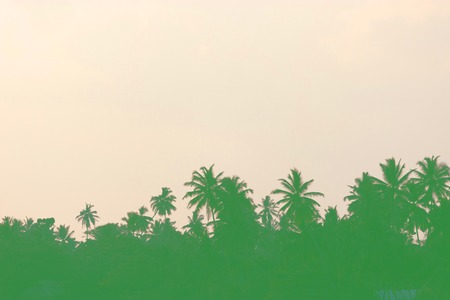 colorful silhouettes of palms aganst the skyの写真素材