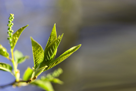 young little green leaves, earth day conceptの写真素材