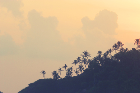colorful silhouettes of palms aganst the skyの写真素材