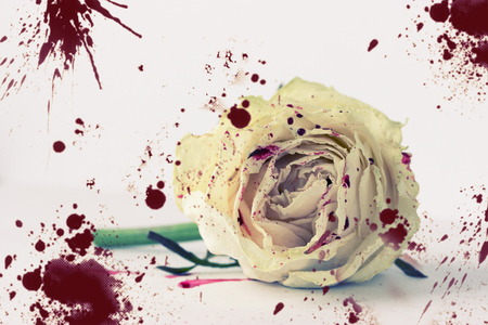 white rose in blood on white background. not isolatedの写真素材