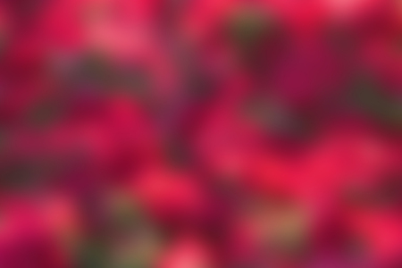 pink flowers blurred background. unfocused. blur. defocusedの写真素材