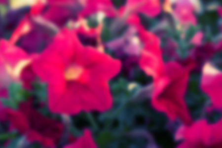 pink flowers blurred background. unfocused. blur. defocused