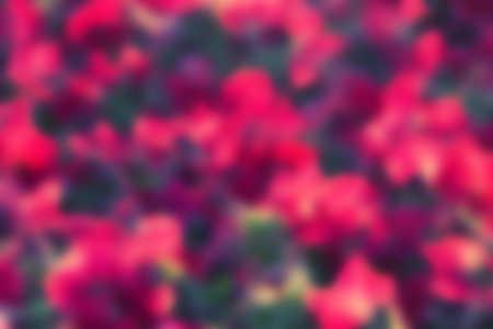 pink flowers blurred background. unfocused. blur. defocusedの写真素材