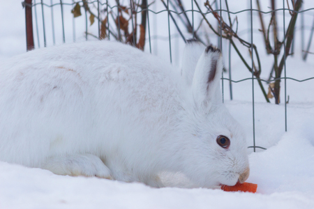 Bunny in the snow. Rabbit in the winter. zooの写真素材