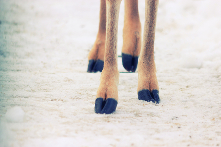 four hooves of aninal with hooves on a snow.の写真素材