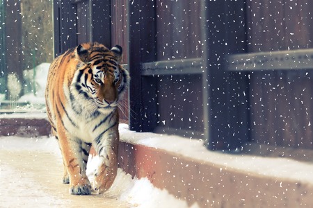 big siberian tiger in the zoo. winter timeの写真素材