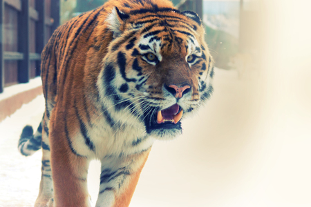 big siberian tiger in the zoo. winter timeの写真素材
