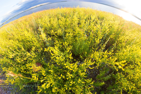 yellow flowers on the field. fisheye lens