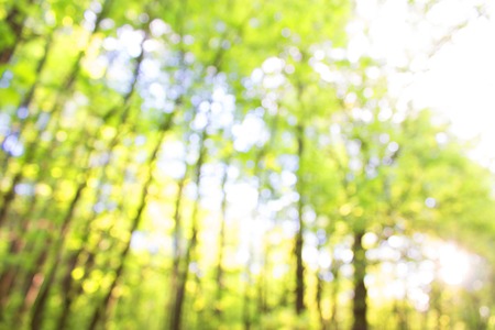 blurred forest background. green nature ecology concept