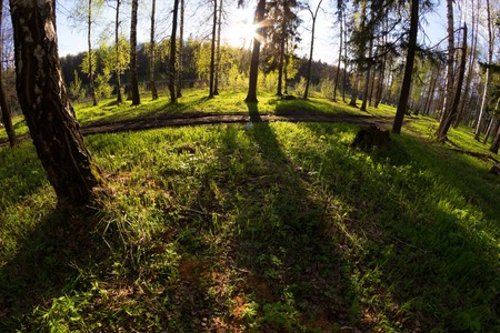 green forest in spring. sunlight. fisheye lens