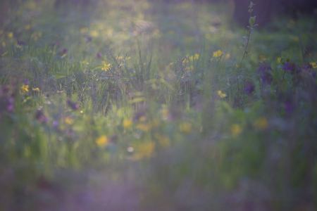 early spring. unfocused blurred yellow flowers background.の写真素材