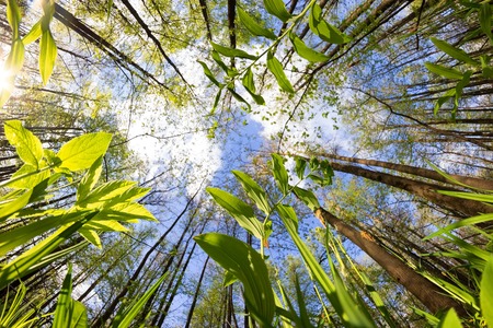 view on the blue sky from forestの写真素材