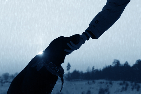 sihouette of a dog and man hand. abopt a dog conceptの写真素材