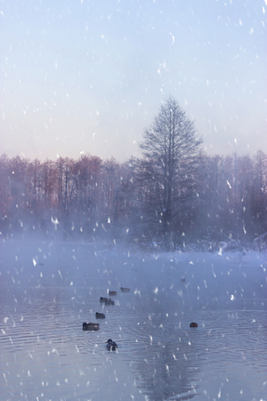 bird on winter pond ducks overwinter. moody dayの写真素材
