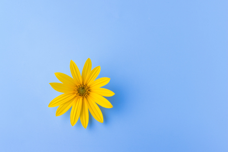 single yellow flower on blue background. copy space