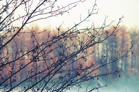 trees silhouette on sky background. scary haloween backgroundの写真素材