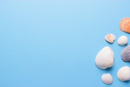 Seashells on blue background with copy spaceの写真素材