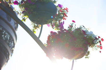 Different potted plants and seedlingsの写真素材