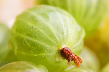 fresh green gooseberry close up. gooseberry macroの写真素材