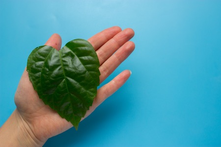 Green heart shape leaf in woman's hands. eco conceptの写真素材